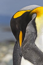 King Penguin (Aptenodytes patagonicus) preening on beach, Strait of Magellan, Patagonia, Chile