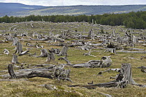 Logged forest, Strait of Magellan, Patagonia, Chile
