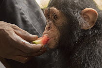 Chimpanzee (Pan troglodytes) orphan Larry fed watermelon in forest nursery, Ape Action Africa, Mefou Primate Sanctuary, Cameroon