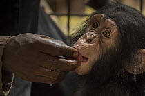 Chimpanzee (Pan troglodytes) orphan Larry fed watermelon in forest nursery,Ape Action Africa, Mefou Primate Sanctuary, Cameroon