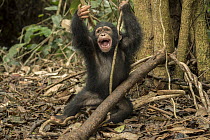 Chimpanzee (Pan troglodytes) orphan Larry playing in forest nursery, Ape Action Africa, Mefou Primate Sanctuary, Cameroon