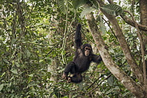 Chimpanzee (Pan troglodytes) orphan Daphne climbing in forest nursery, Ape Action Africa, Mefou Primate Sanctuary, Cameroon