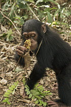 Chimpanzee (Pan troglodytes) orphan Daphne feeding, Apce Action Africa, Mefou Primate Sanctuary, Cameroon