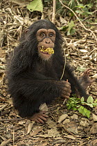 Chimpanzee (Pan troglodytes) orphan Daphne feeding, Ape Action Africa, Mefou Primate Sanctuary, Cameroon