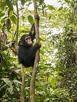 Chimpanzee (Pan troglodytes) orphan Larry climbing in forest nursery, Ape Action Africa, Mefou Primate Sanctuary, Cameroon