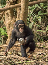 Chimpanzee (Pan troglodytes) orphan Daphne carrying metal bottle, Ape Action Africa, Mefou Primate Sanctuary, Cameroon
