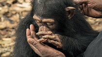Chimpanzee (Pan troglodytes) orphan Daphne with keeper's hand, Ape Action Africa, Mefou Primate Sanctuary, Cameroon
