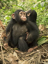 Chimpanzee (Pan troglodytes) orphans Larry and Daphne holding hands, Ape Action Africa, Mefou Primate Sanctuary, Cameroon