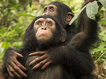 Chimpanzee (Pan troglodytes) orphans Larry and Daphne hugging, Ape Action Africa, Mefou Primate Sanctuary, Cameroon