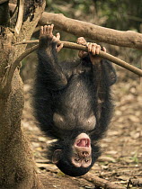 Chimpanzee (Pan troglodytes) orphan Larry hanging upside down, Ape Action Africa, Mefou Primate Sanctuary, Cameroon