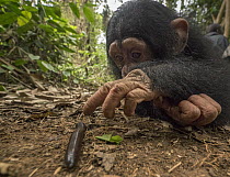 Chimpanzee (Pan troglodytes) orphan Larry cautiously investigating millipede, Ape Action Africa, Mefou Primate Sanctuary, Cameroon