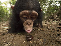 Chimpanzee (Pan troglodytes) orphan Larry cautiously investigating millipede, Ape Action Africa, Mefou Primate Sanctuary, Cameroon