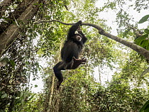 Chimpanzee (Pan troglodytes) orphan Daphne climbing in forest nursery, Ape Action Africa, Mefou Primate Sanctuary, Cameroon