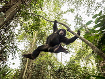 Chimpanzee (Pan troglodytes) orphan Daphne climbing in ofrest nursery, Ape Action Africa, Mefou Primate Sanctuary, Cameroon
