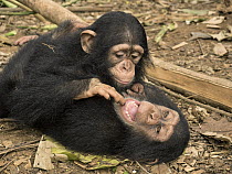 Chimpanzee (Pan troglodytes) orphans, Larry investigates Daphne's mouth, Ape Action Africa, Mefou Primate Sanctuary, Cameroon