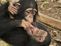 Chimpanzee (Pan troglodytes) orphans, Larry investigating Daphne's tongue, Ape Action Africa, Mefou Primate Sanctuary, Cameroon