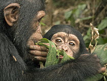 Chimpanzee (Pan troglodytes) orphans Daphne and Larry testing new leaf for taste, Ape Action Africa, Mefou Primate Sanctuary, Cameroon