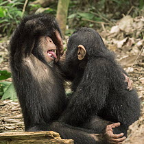 Chimpanzee (Pan troglodytes) 8 month old orphans Larry and Daphne on play date, Ape Action Africa, Mefou Primate Sanctuary, Cameroon