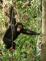 Chimpanzee (Pan troglodytes) orphan Larry in forest nursery, Ape Action Africa, Mefou Primate Sanctuary, Cameroon