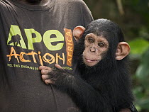 Chimpanzee (Pan troglodytes) orphan Lomie with keeper, Ape Action Africa, Mefou Primate Sanctuary, Cameroon