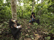 Chimpanzee (Pan troglodytes) orphans Jenny and Larry bottle feeding with keeper, Ape Action Africa, Mefou Primate Sanctuary, Cameroon