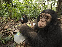 Chimpanzee (Pan troglodytes) orphans Larry and Jenny bottle feeding, Ape Action Africa, Mefou Primate Sanctuary, Cameroon