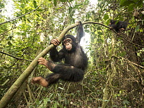 Chimpanzee (Pan troglodytes) orphan Daphne and Larry climbing tree, Mefou Primate Sanctuary, Ape Action Africa, Cameroon