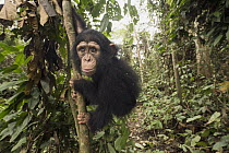 Chimpanzee (Pan troglodytes) orphan Larry in forest nursery, Mefou Primate Sanctuary, Ape Action Africa, Cameroon