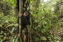 Chimpanzee (Pan troglodytes) orphan climbing, Mefou Primate Sanctuary, Ape Action Africa, Cameroon