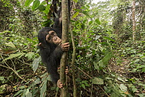 Chimpanzee (Pan troglodytes) orphan climbing, Mefou Primate Sanctuary, Ape Action Africa, Cameroon