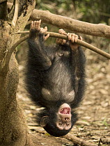 Chimpanzee (Pan troglodytes) orphan Larry playing in tree, Ape Action Africa, Mefou Primate Sanctuary, Cameroon