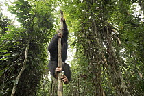 Chimpanzee (Pan troglodytes) orphan Larry climbing in forest nursery, Mefou Primate Sanctuary, Ape Action Africa, Cameroon