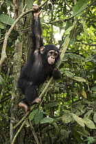 Chimpanzee (Pan troglodytes) orphan Larry climbing in forest nursery, Mefou Primate Sanctuary, Ape Action Africa, Cameroon