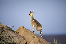 Klipspringer (Oreotragus oreotragus), Karoo National Park, South Africa
