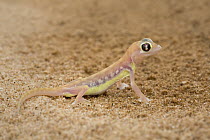 Namib Sand Gecko (Palmatogecko rangei) in desert, Namibia