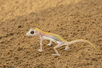 Namib Sand Gecko (Palmatogecko rangei) raising body to escape heat from sand, Namibia