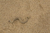 Peringuey's Sidewinding Adder (Bitis peringueyi) camouflaged in desert, Namibia
