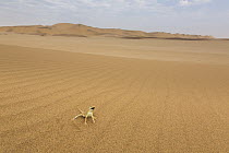 Anchieta's Desert Lizard (Meroles anchietae) in defensive posture in desert, Namibia
