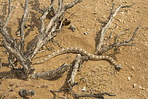 Horned Adder (Bitis caudalis) in desert, Namibia