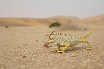 Namaqua Chameleon (Chamaeleo namaquensis) hunting in desert, Namibia