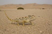 Namaqua Chameleon (Chamaeleo namaquensis) in desert, Namibia