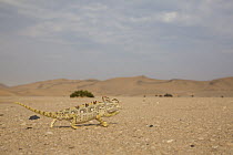 Namaqua Chameleon (Chamaeleo namaquensis) in desert, Namibia