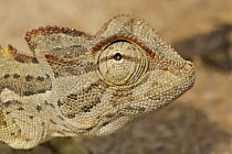 Namaqua Chameleon (Chamaeleo namaquensis), Namibia