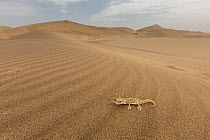 Namib Sand Gecko (Palmatogecko rangei) in desert, Namibia