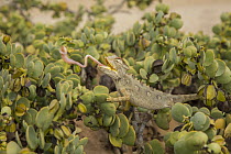 Namaqua Chameleon (Chamaeleo namaquensis) hunting, Namibia