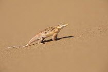 Anchieta's Desert Lizard (Meroles anchietae) in desert, Namibia