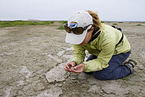 Snowy Plover (Charadrius nivosus) biologist, Caitlin Robinson-Nilsen, investigating egg, Milpitas, Bay Area, California
