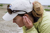 Snowy Plover (Charadrius nivosus) biologist, Caitlin Robinson-Nilsen, holding listening to chick pecking at inside of egg, Milpitas, Bay Area, California