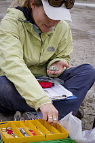 Snowy Plover (Charadrius nivosus) biologist, Caitlin Robinson-Nilsen, holding chick during banding, Milpitas, Bay Area, California