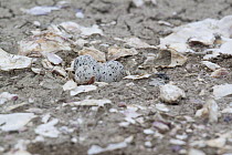 Snowy Plover (Charadrius nivosus) eggs in nest, Milpitas, Bay Area, California